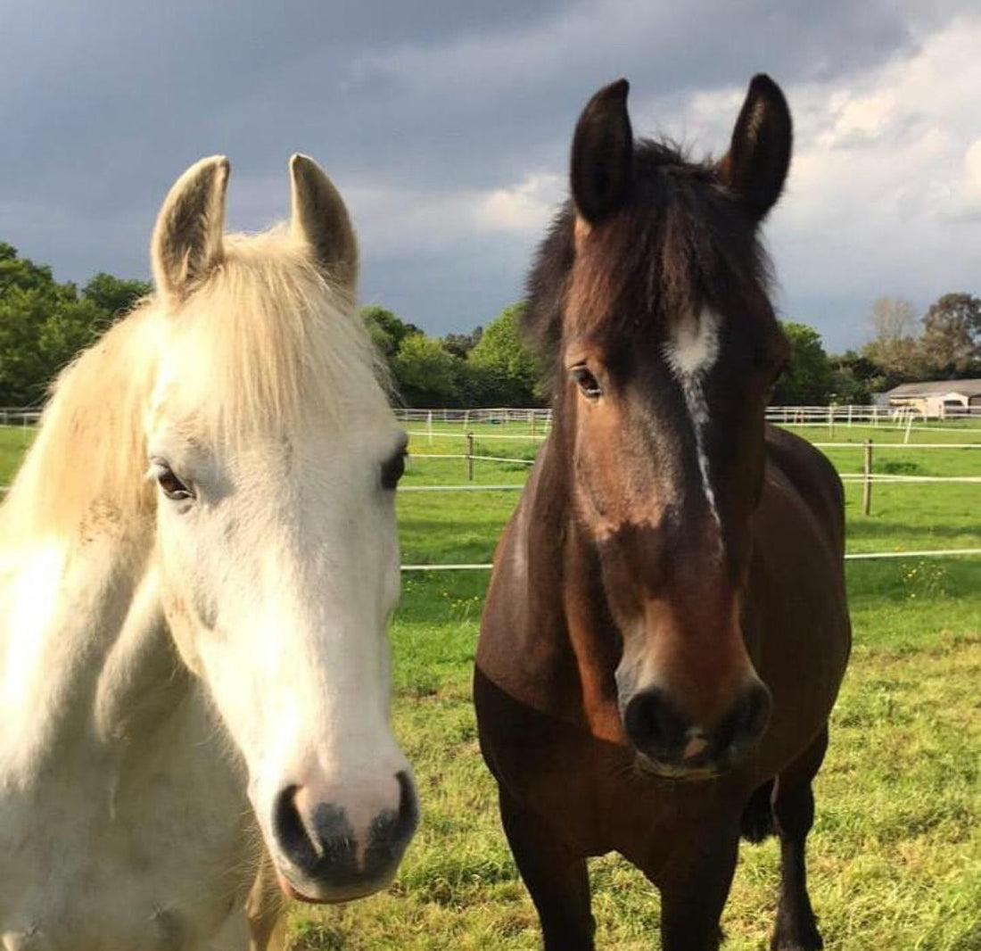 The Unseen Impact On Our Equine Friends