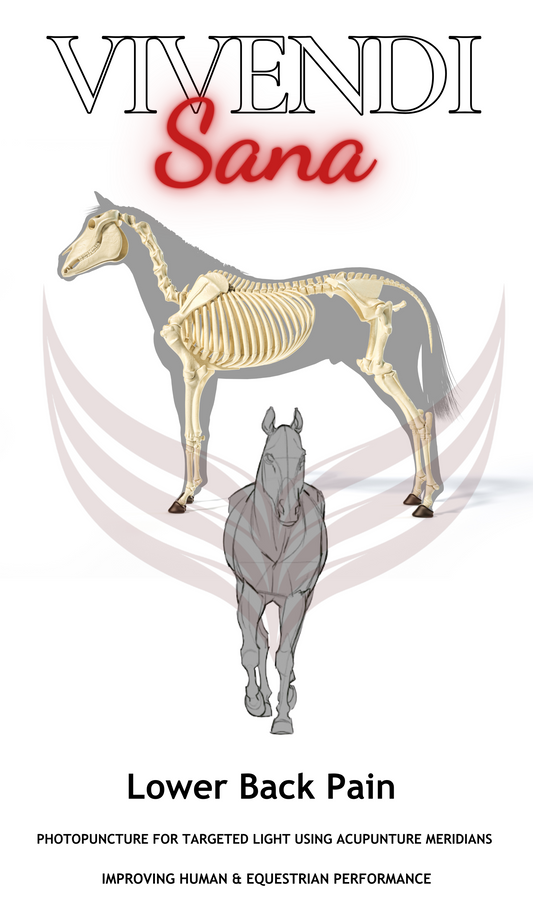 EQUINE - LOWER BACK PAIN